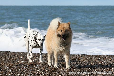 (Foto Goslar)_daenemark_2010_IMG_0393_Bovbjerg_Strand.jpg - Bldes zhlen! Da toben wir doch lieber am Strand herum!